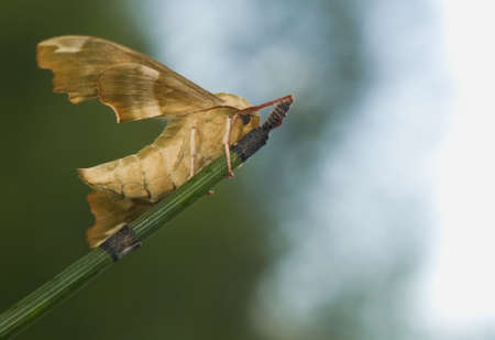 Mimas tiliaeの写真素材