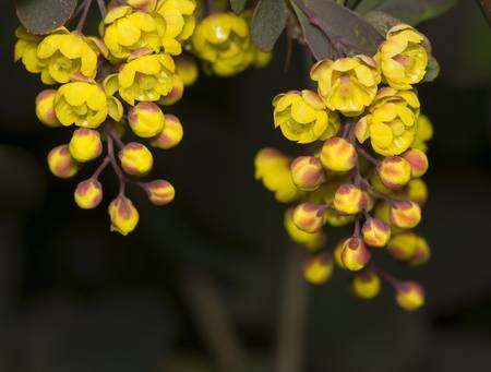 Berberisの写真素材