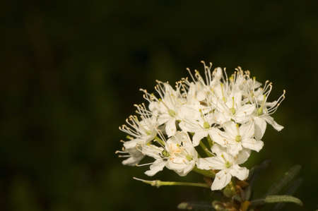 Ledum palustreの写真素材