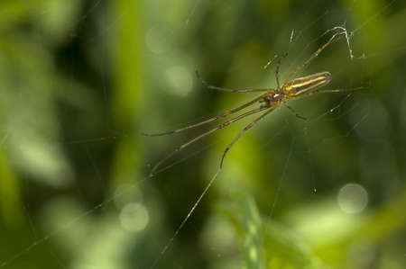 Tetragnathaの写真素材
