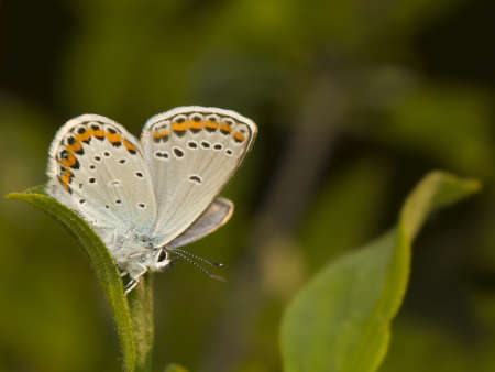 Plebejus argyrognomonの写真素材