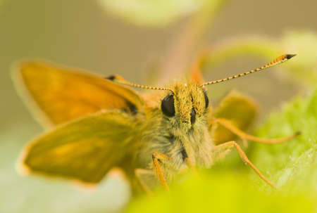 Ochlodes sylvanusの写真素材