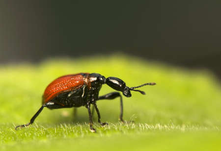 Apoderus coryliの写真素材