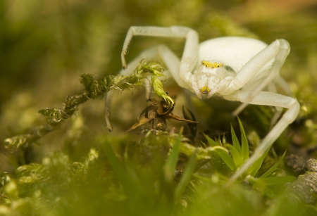 Misumena vatiaの写真素材