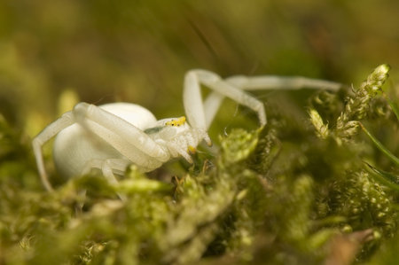 Misumena vatia