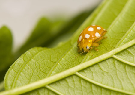 Halyzia sedecimguttata