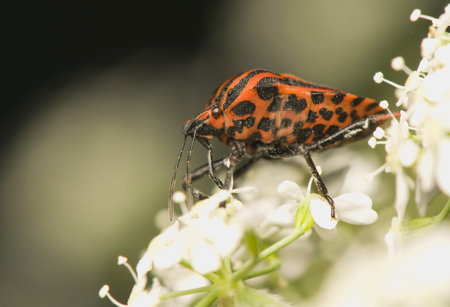 Graphosoma lineatum