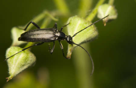 Stenurella nigraの写真素材