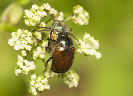 Phyllopertha horticolaの写真素材