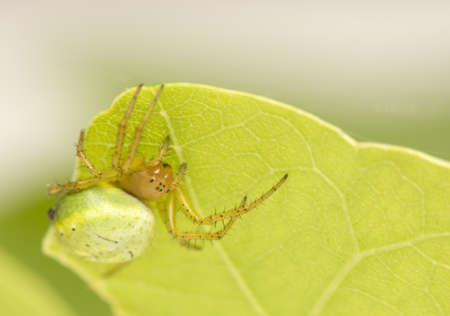 Araniellaの写真素材