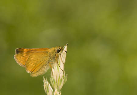 Ochlodes sylvanusの写真素材