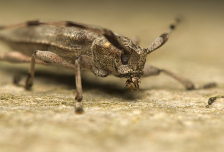 Acanthocinus aedilisの写真素材