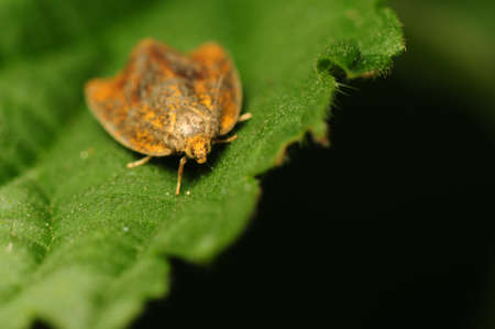 Ptycholoma lecheanaの写真素材