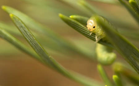 Diprionの写真素材