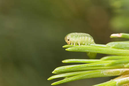 Diprionの写真素材