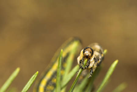 Macrodiprion nemoralisの写真素材