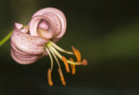 Lilium martagonの写真素材