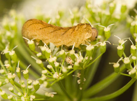 Symphytaの写真素材