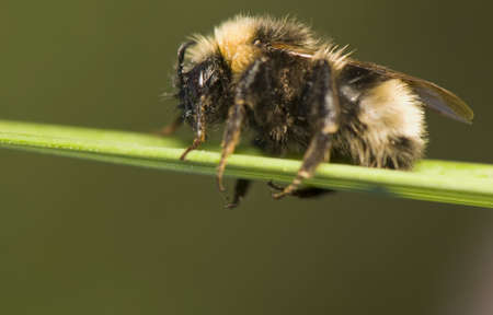 Bumblebeeの写真素材