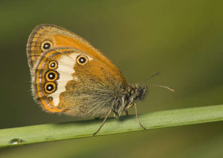 Coenonympha arcaniaの写真素材