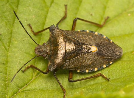 Pentatoma rufipes