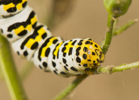 Shargacucullia scrophuliaraeの写真素材