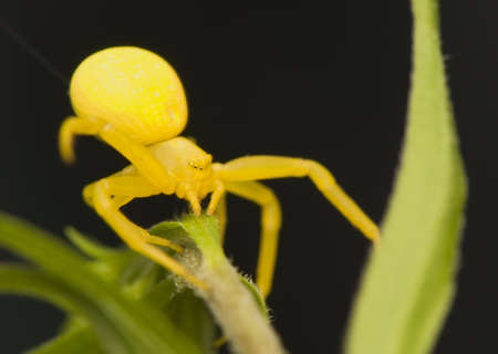 Misumena vatiaの写真素材