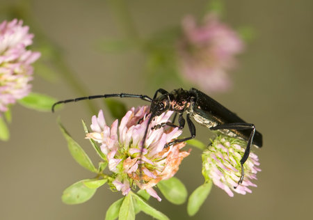 Aromia moschata