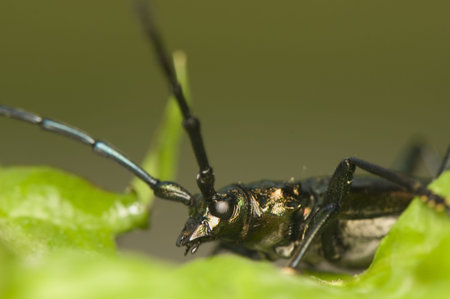 Aromia moschata