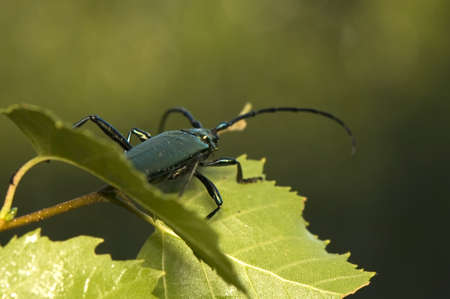 Aromia moschataの写真素材