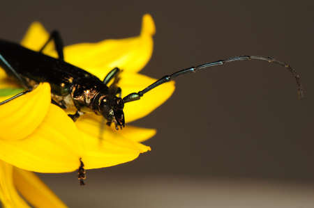 Aromia moschataの写真素材