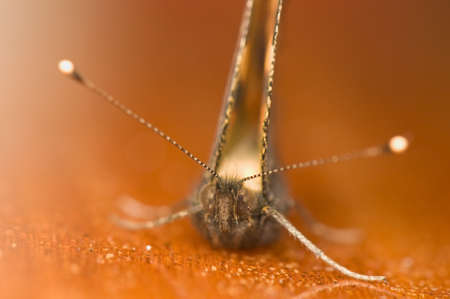 Aglais urticaeの写真素材