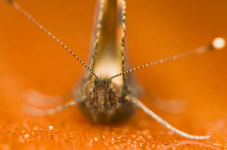 Aglais urticaeの写真素材