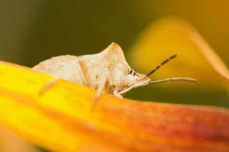 Hemipteraの写真素材