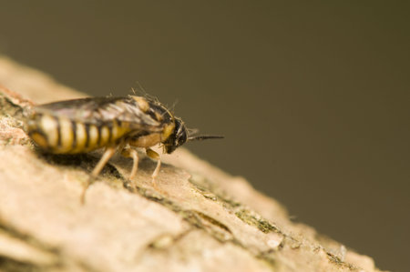 Diprion - pine pest