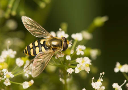 Eupeodes corollaeの写真素材