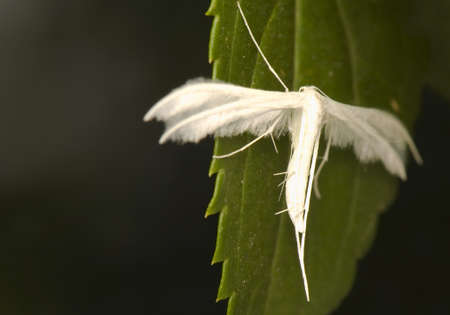 Pterophorus pentadactylaの写真素材