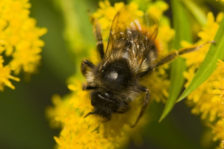 Bombus