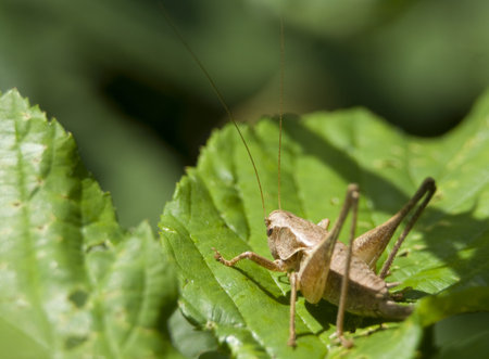 Grasshopper