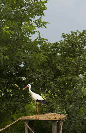 Ciconia ciconiaの写真素材