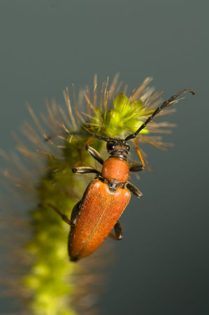 Strictoleptura rubra