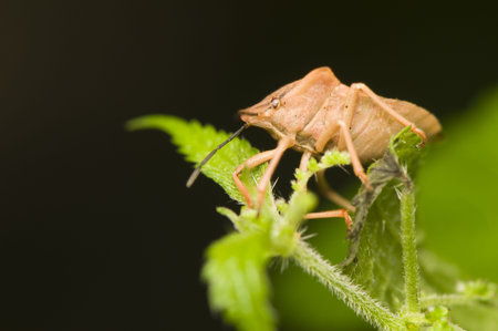 Heteroptera