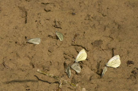 cabbage butterfliesの写真素材