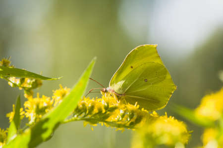 Gonepteryx rhamniの写真素材