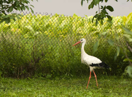 Ciconia ciconiaの写真素材