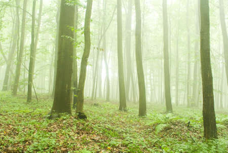 Beech forest in the summer after the stormの写真素材