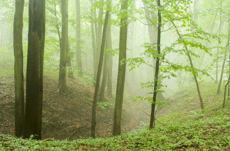 Beech forest in the summer after the storm
