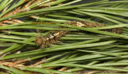 Dendrolimus piniの写真素材