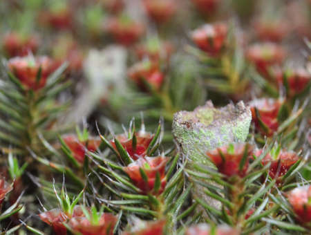 Moss and lichenの写真素材