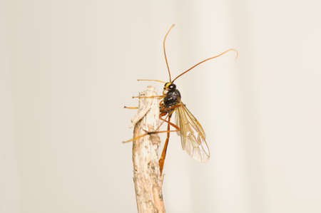 Ichneumonidaeの写真素材